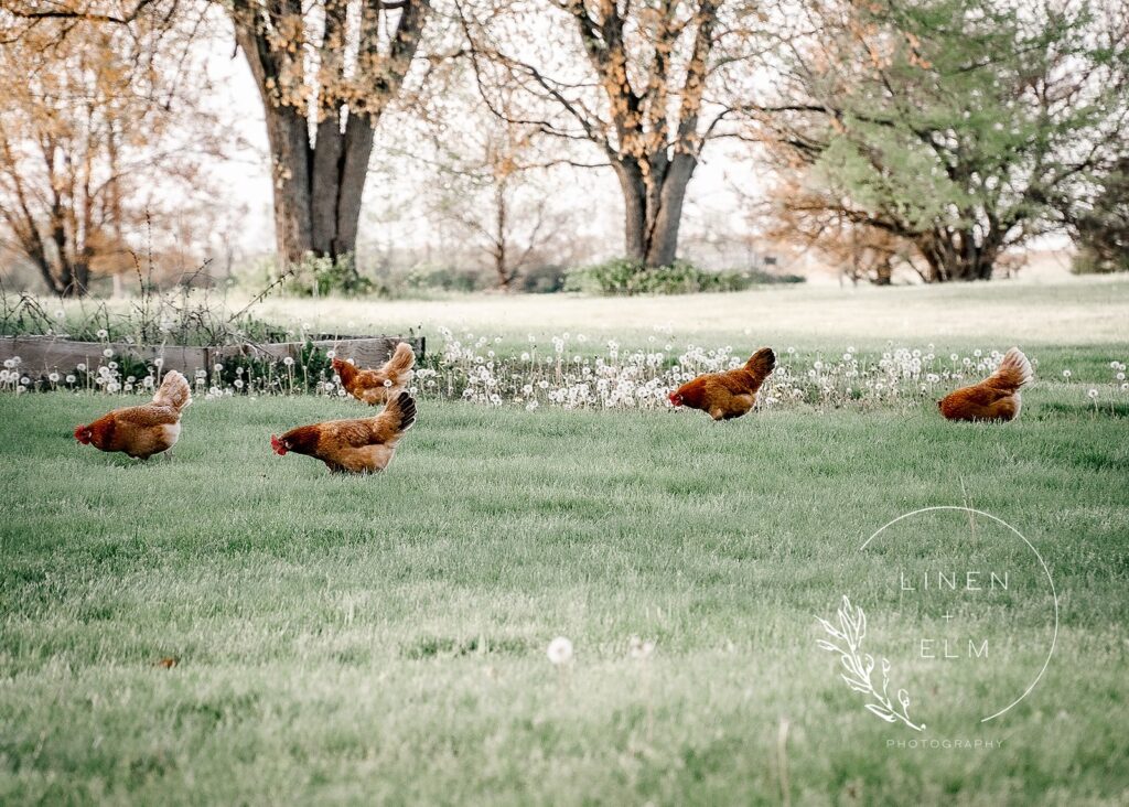 Cedar Bay Farm Roaming Chickens On Property