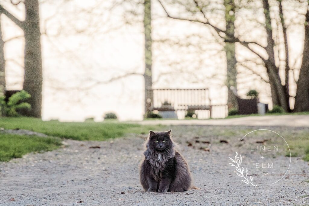 Cedar Bay Farm Mother Cat On Property