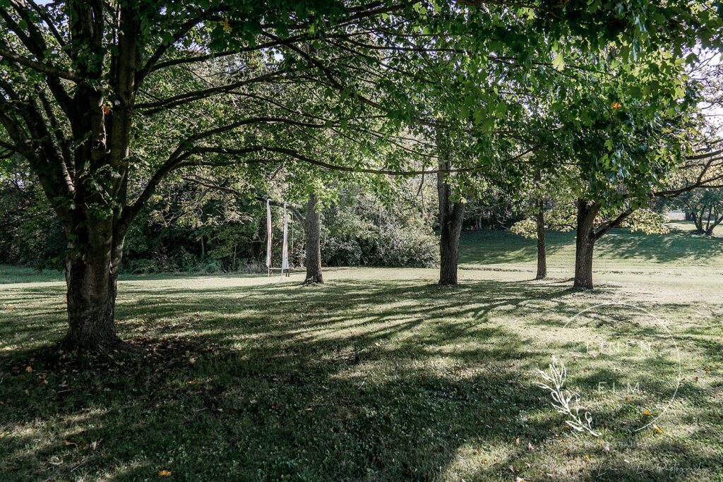 Cedar Bay Farm Swing In Grove Of Trees